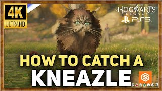 Hogwarts Legacy Catching Beasts Kneazle 4K [upl. by Lexis60]