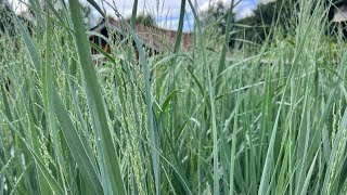 5 Great Native Panicum Grasses [upl. by Ainesell]