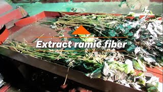 Lets take a look at how ramie extracts fiberfiber machine [upl. by Melcher956]