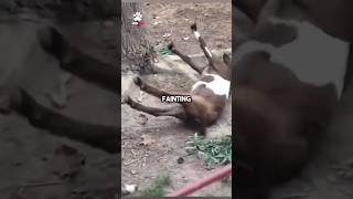 These goats have Fainting Syndrome 🐐 [upl. by Clarance]