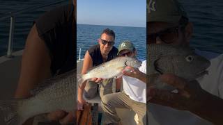 Le bellezze del mare❤️ fishing fish orata ombrina sicilia mare pescare mediterranean [upl. by Henarat6]