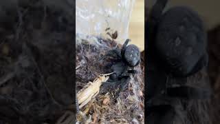 TRAINING A SPIDER TO COME OUT AND EAT CUTE BLACK VELVET SPIDER EATS CRICKET shorts [upl. by Atinas666]