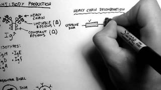 BCells 2  Antibody Production and Recombination [upl. by Llevron]