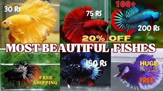 Imported Betta fish  Betta fish price  Betta Fish Farm amp Breeding  All India delivery possible [upl. by Namad]