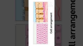 Types of cell and cell arrangement kids kidssong nurseryrhymes biology shorts trending biolog [upl. by Jr]