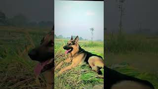 Jerman Seaford dog germanshepherd realdog [upl. by Milda298]