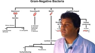 Gram Negative bacterial Classification Urduhindi [upl. by Meier]