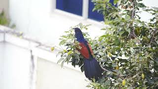 Short Kilck 03Southern Coucal [upl. by Anuayek]