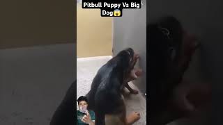 Pitbull puppy with gsd dog real fight shorts fight trending viral [upl. by Diarmuid]