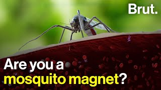 Are you a mosquito magnet [upl. by Barncard]