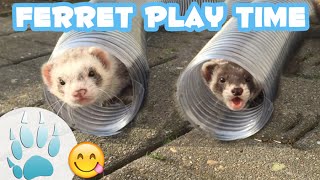 Spielende Frettchen Frettchen spielzeit P Ferret play time  Sazus Fellnasen P [upl. by Anirdnajela]