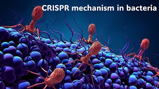 69 CRISPR mechanism as an adaptive immunity in bacteria كيف يعمل كريسبر كمناعة مكتسبة للبكتيريا [upl. by Arata574]