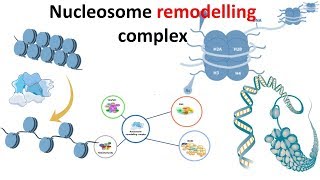 Nucleosome remodeling complex introduction [upl. by Cynthy]