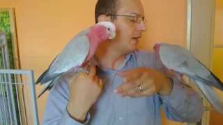 Eolophus roseicapilla  Rosebreasted Cockatoo  Galah  Kakadu ružový  01 [upl. by Liamsi]