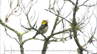 Goldencheeked Warbler [upl. by Holly85]