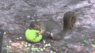 EsquiloFox squirrel eating Osage Orange Maclura pomifera [upl. by Allecnirp764]