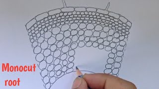 How to draw transverse section of monocut root  Labelled diagram of monocut root [upl. by Hahn]