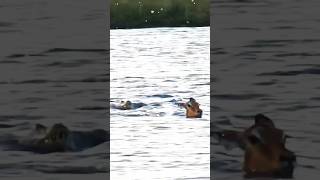 Crocodile attacks Deer 🥺🦌  shorts viralshorts trending  wildattack [upl. by Reta]