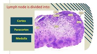 pathology of lymphoreticular system 1 [upl. by Tijnar]