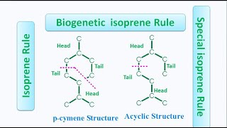 Isoprene Rule Special Isoprene Rule and Biogenetic Isoprene Rule [upl. by Ernestine]