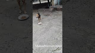 A Plate of Hope Feeding Street Dogs in Need motoadventurevlogs nature animals doglover travel [upl. by Ansela840]