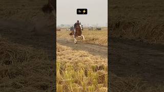 Horse race 🏇 pind Sarabha ❤️subscribe channel ✅ [upl. by Avraham]