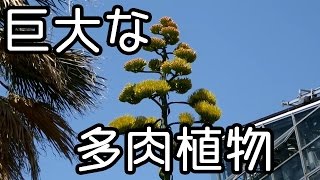 巨大な多肉植物 Agave Ferox [upl. by Lambert]