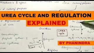 Urea cycle and its Regulation  Integration with TCA Krebs cycle [upl. by Euqinay391]