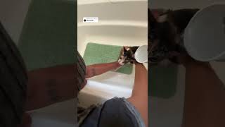 funny catvideos selfcareforcatlovers pets funnyanimals animals catslover petvideos [upl. by Hewe274]