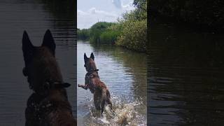 Malinois ▶️ Vom Welpen zum Junghund malinois dog belgianmalinois [upl. by Beesley]