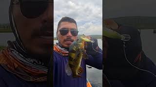 Taquara 67 ibp lures [upl. by Asereht858]