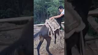 The process of installing the wood saddle for the horse [upl. by Melantha]