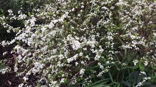 Plant Review Spirea thunbergii Ogon [upl. by Butterworth]