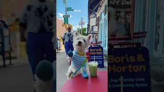 Westie Traveling Puppy Waves quotHiquot from 2023 ❤️ [upl. by Gnirol801]