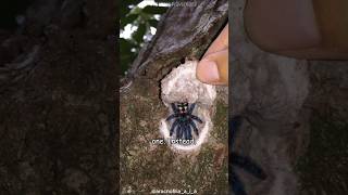 Trapdoor Spiders Nature’s Sneakiest Hunters 🕷️ [upl. by Lasorella456]