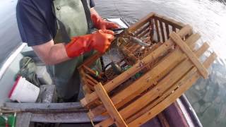 Lobster Fishing In Twillingate Newfoundland [upl. by Wheaton]