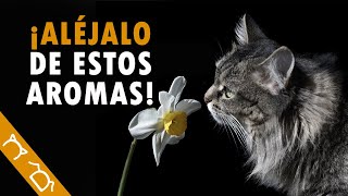 15 OLORES Que Los Gatos ODIAN Y NO SOPORTAN  ¿Qué Aromas Y Olores NO Les Gustan A Los Gatos [upl. by Arraik]