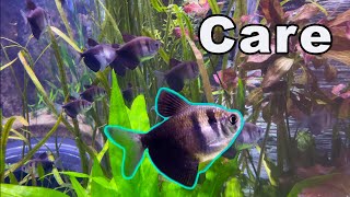 Black Skirt Tetra Care A Hardy Beginner Tetra [upl. by Eerrahs144]