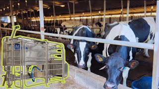 Tour of a Scottish Robot Dairy Farm [upl. by Nanine]