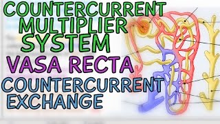 Countercurrent Multiplier System  Vasa Recta  Countercurrent Exchange in the Kidneys [upl. by Jeanelle]