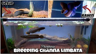 BREEDING CHANNA LIMBATA  Update Perkembangan  Ganti Ikan Lagi [upl. by Dnomad486]