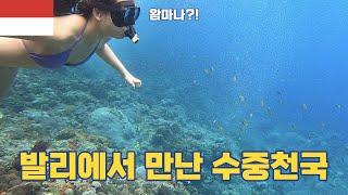 발리에서 만난 수중천국 l 누사페니다 서부 l 스노클링 l 인도네시아  세계여행 71 [upl. by Enilekcaj]