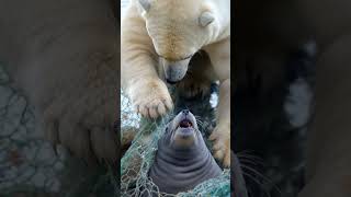 Heroic Polar Bear Rescues Seal Trapped in Fishing Net 🐻❄️  Heartwarming Arctic Moment animals [upl. by Brigitta600]