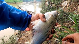 🟡 KLO MUSIM BANJIR ‼️ IKAN TAWES BESAR PASTI GACOR ‼️ [upl. by Gnud291]