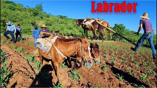 La Vida del LABRADOR 🌾 Olor a Tierra Mojada Lo Reparioooo [upl. by Lilaj307]