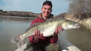 GUIAS DE PESCA DEL SILURO CARPA Y LUCIOPERCA EN EL RIO EBRO EMBALSE DE MEQUINENZA [upl. by Pitarys]