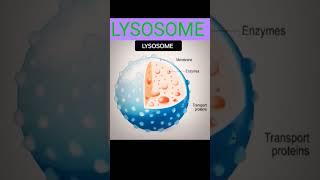 LYSOSOME [upl. by Tanberg]