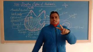 Digestive System of Herdmania [upl. by Adli655]