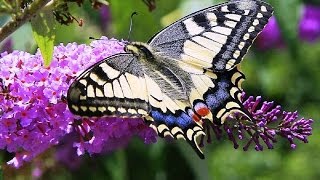 Butterflies and Flowers  1 Hour Nature Meditation with Soothing Music [upl. by Ayotnahs]