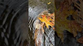 Crosshatch details wet Autumn clings to waterfalls I go with the flow autumn zen [upl. by Dupuis]